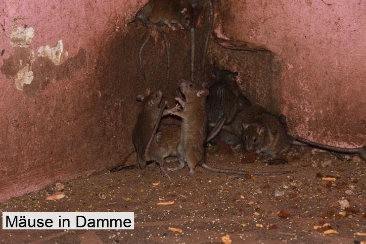 Mäuse in Damme